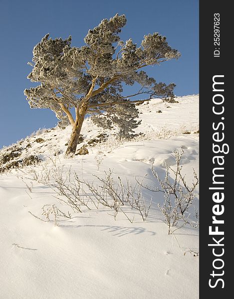 A lonely tree in snow on a rock. A lonely tree in snow on a rock.