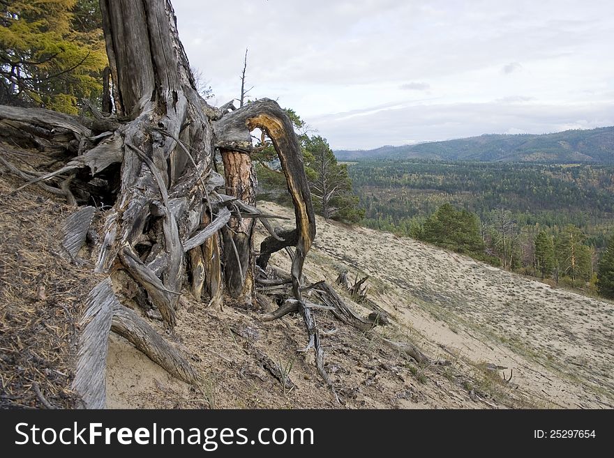 Roots of a dry tree on a background of a mountain wood. Roots of a dry tree on a background of a mountain wood.