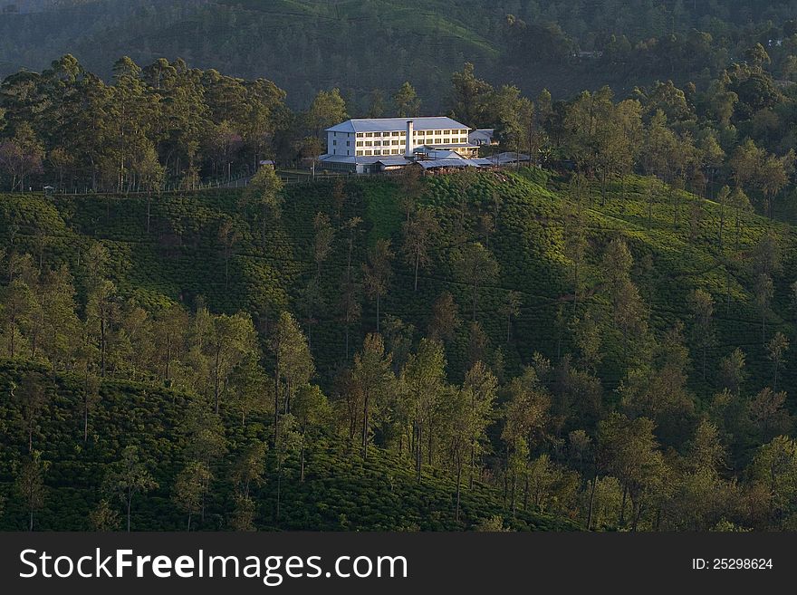 Tea plantation and tea factory in the early morning