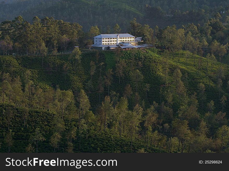 Tea plantation and tea factory