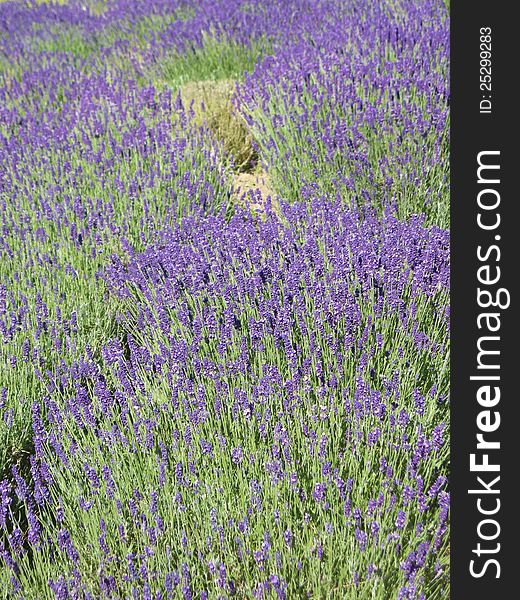 Close view of a lavender field in the region of Provence in the south of France