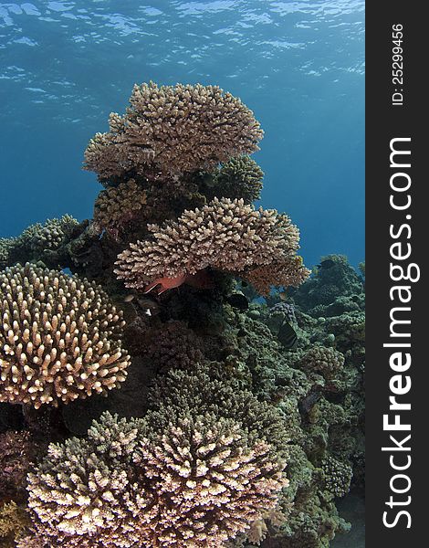 A underwater scene with several colourful hard corals. A underwater scene with several colourful hard corals