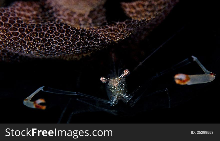 A underwater photograph of a shrimp hiding below a coral. A underwater photograph of a shrimp hiding below a coral
