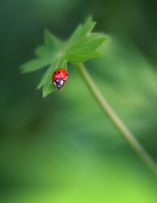 Beautiful Nature Background.Abstract Wallpaper.Celebration,love.Holidays.Summer Flowers.Art Design.Red Ladybug.Green Colors. Royalty Free Stock Photo