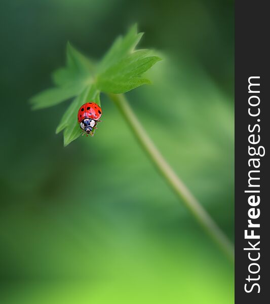 Beautiful Nature Background.Abstract Wallpaper.Celebration,love.Holidays.Summer Flowers.Art Design.Red Ladybug.Green Colors.