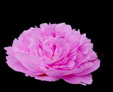 Rose Garden Peony_Black Background Stock Photography Rose Garden Peony_Black Background Stock Photography