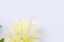 Soft Wihite Background With A Pale Yellow Peony Flower Royalty Free Stock Photo