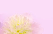 Soft Rose Background With A Peony Flower Royalty Free Stock Images