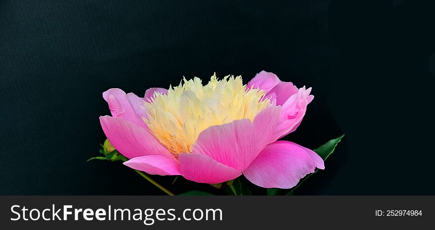 rose and yellow garden peony against black background