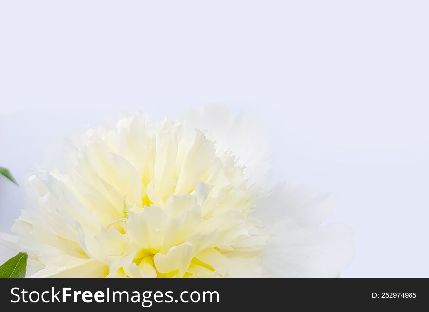 Soft Wihite background with a pale yellow peony flower