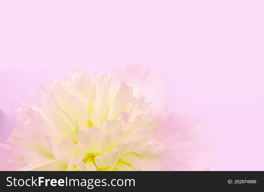 Soft Rose background with a peony flower