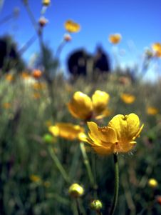 Buttercup Meadow Stock Photography Buttercup Meadow Stock Photography