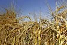 Wheat Doe Royalty Free Stock Image Wheat Doe Royalty Free Stock Image