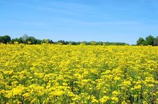 Field Of Yellow Royalty Free Stock Photography Field Of Yellow Royalty Free Stock Photography