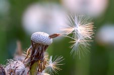 Dandelions 5 Stock Images Dandelions 5 Stock Images