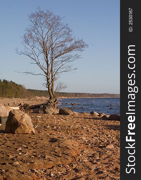 Tree on the stony sea shore. Tree on the stony sea shore