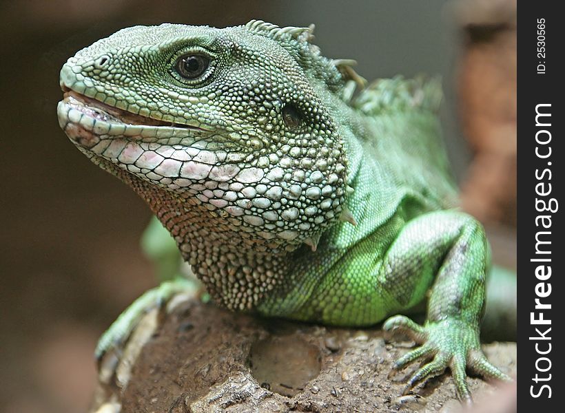 Close-up of Chinese Water Dragon Lizard. Close-up of Chinese Water Dragon Lizard