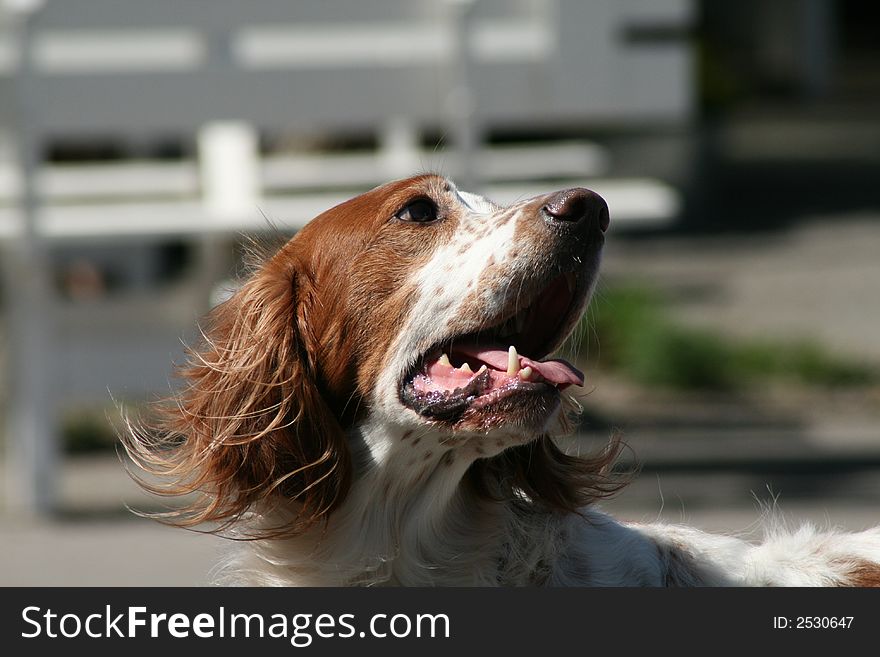 Speckled Breton bird hunting dog (Ã‰pagneul breton). Speckled Breton bird hunting dog (Ã‰pagneul breton)