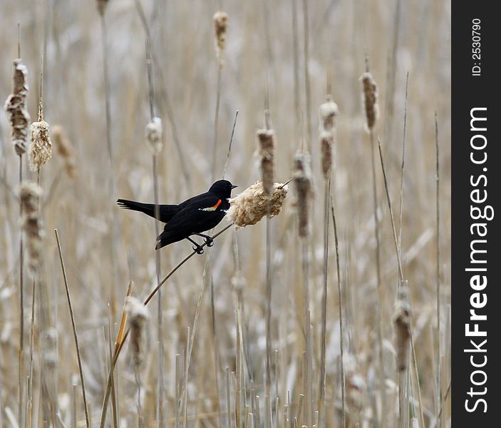 Red-winged blackbird perched on a cattail