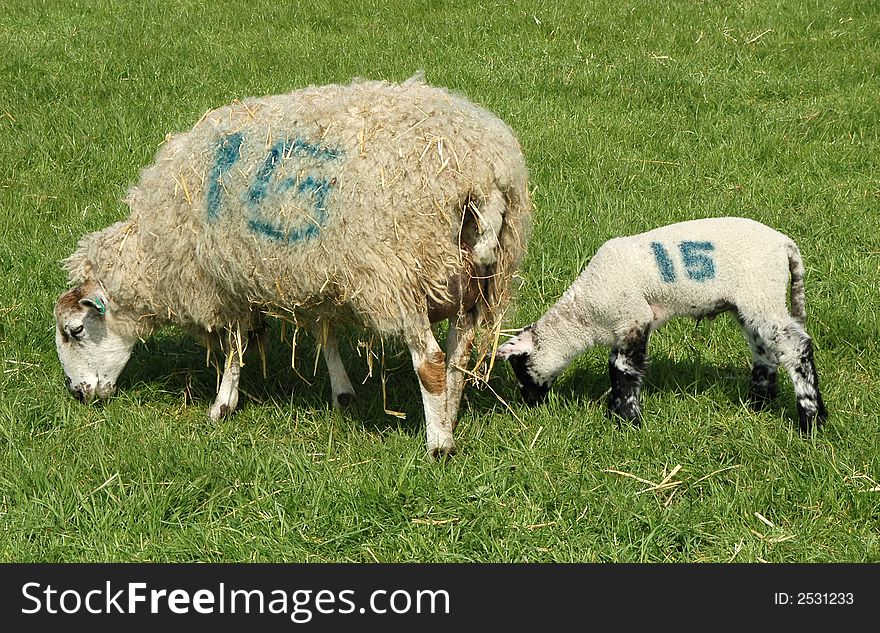 Mother sheep and lamb numbered for identification. Mother sheep and lamb numbered for identification