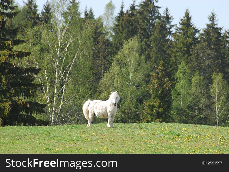 White horse on a medow