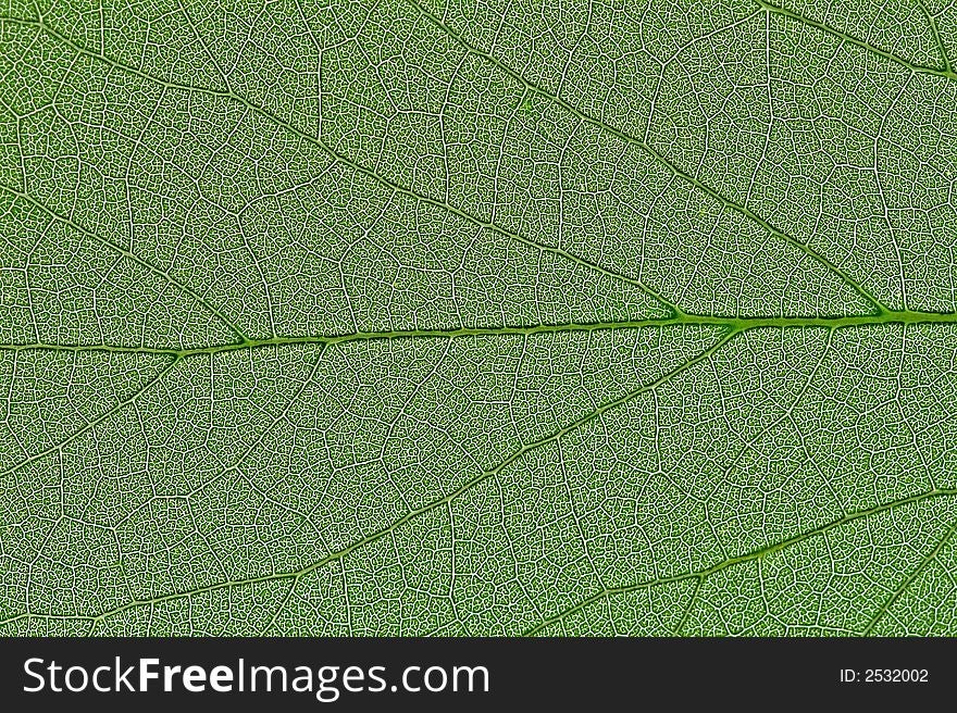 Close up of a leafs surface. Close up of a leafs surface