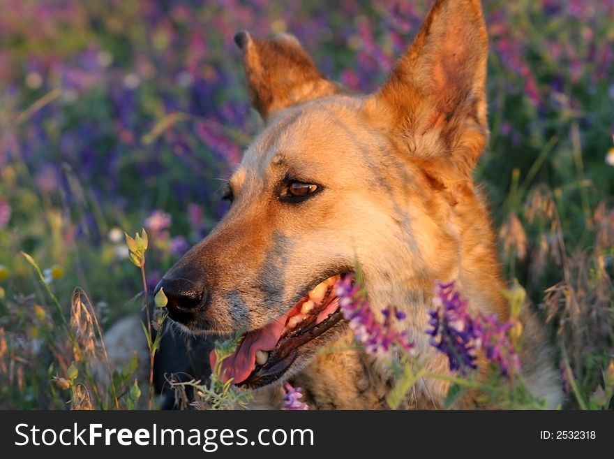 My dog in the meadow. Dog looking in the sunset.