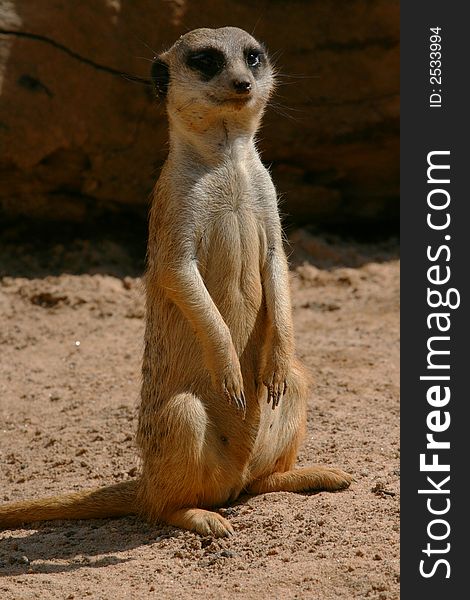 Meerkat standing still