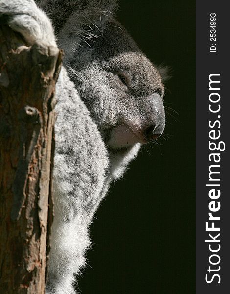 Koala smiling face in a tree