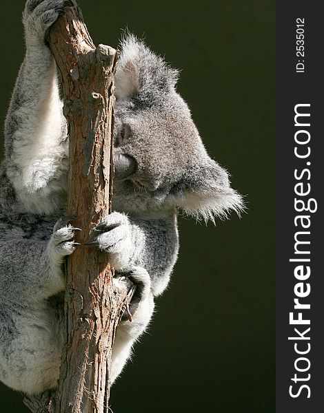 Koala holding a tree branch. Koala holding a tree branch