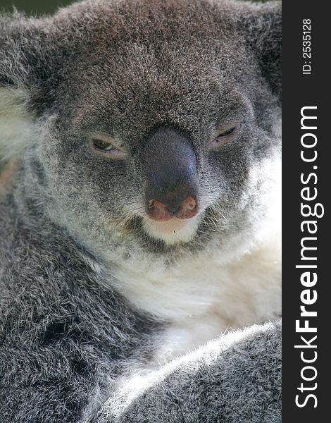 Funny Koala