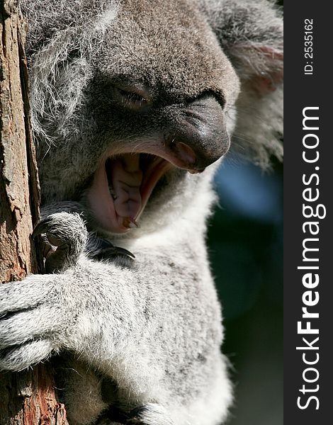 Koala yawning while on a tree