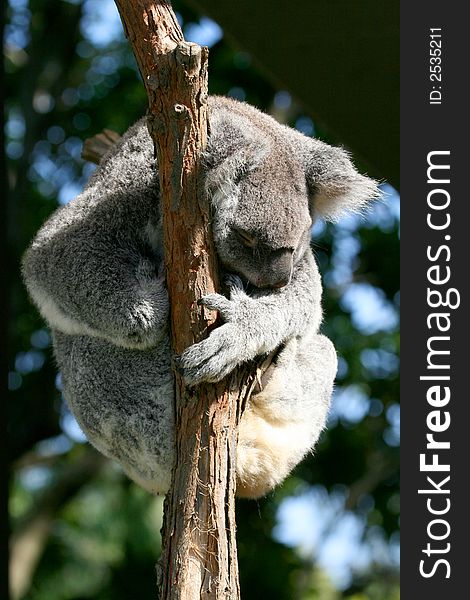 Koala forming a ball with it's body