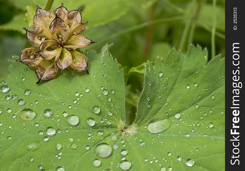 Water drops on the leafs of a Lady's mantle (Alchemilla). Water drops on the leafs of a Lady's mantle (Alchemilla)