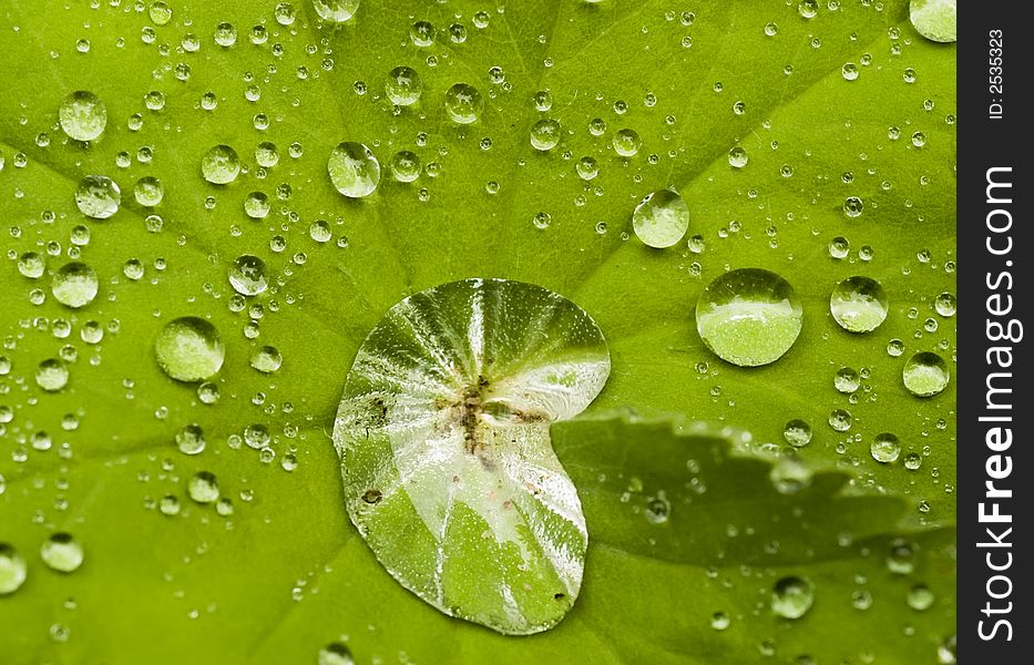 Water drops on the leafs of a Lady's mantle (Alchemilla). Water drops on the leafs of a Lady's mantle (Alchemilla)