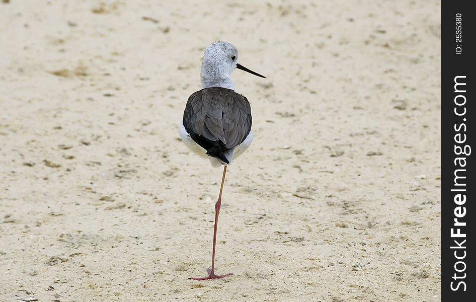 Himantopus himantopus Black-winged Stilt on beach. Himantopus himantopus Black-winged Stilt on beach