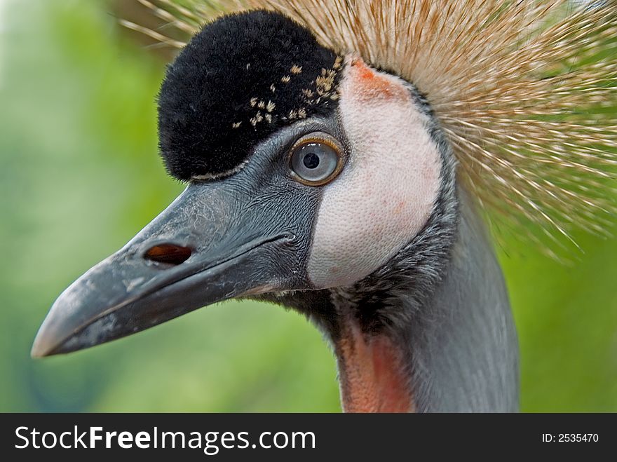 Grey Crowned Crane close-up. Grey Crowned Crane close-up