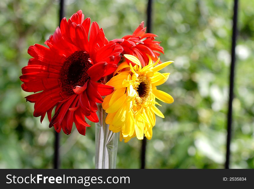 Outdoor shot of red and yellow flower bouqet. Outdoor shot of red and yellow flower bouqet