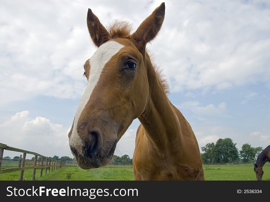 Foal on a meadow with mare islooking at you