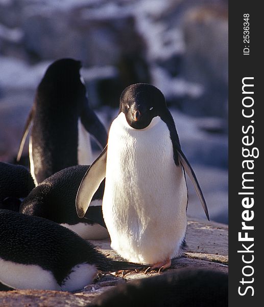 Two gentoo penguins in Antarctic