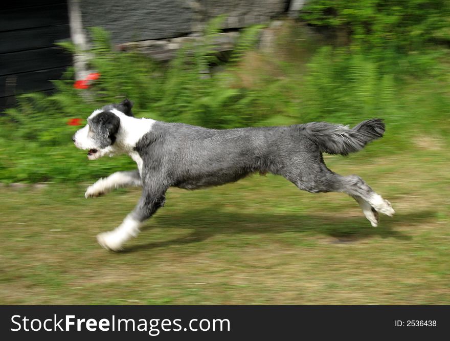 A bearded collie, short haired, running and trying to catch something. A bearded collie, short haired, running and trying to catch something.