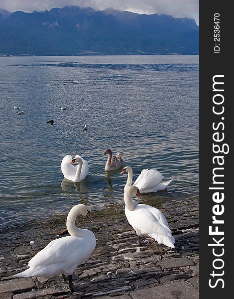 Swans on coast of lake Leman in Switzerland. Swans on coast of lake Leman in Switzerland