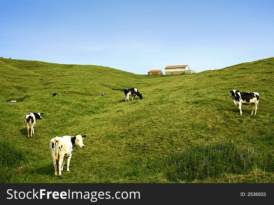 A photo of cows in a meadow. A photo of cows in a meadow.