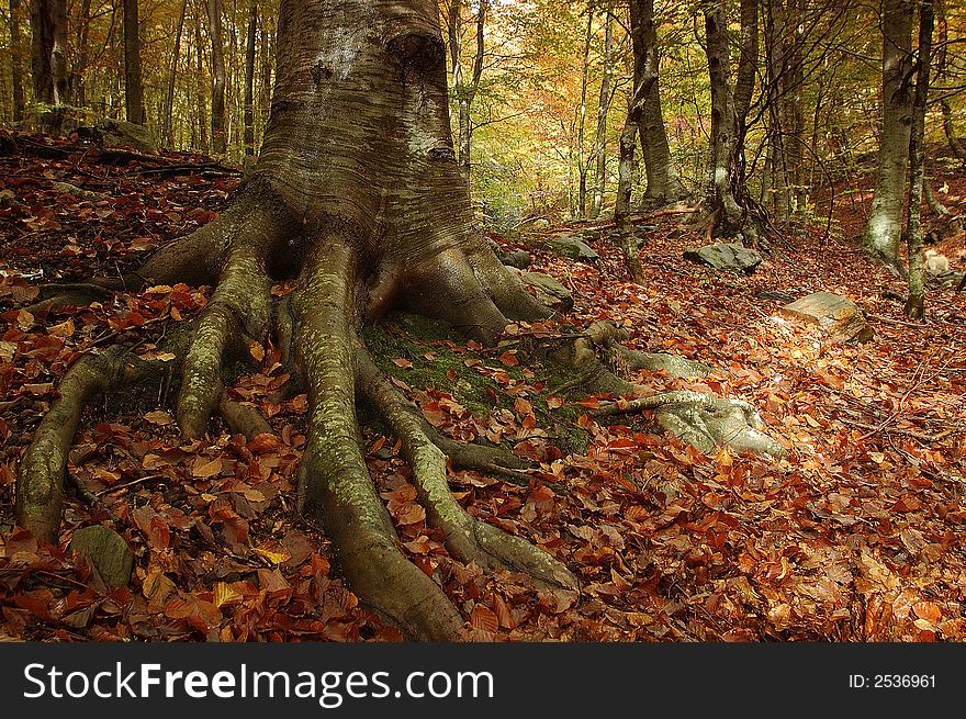 Trees in Montseny natural park