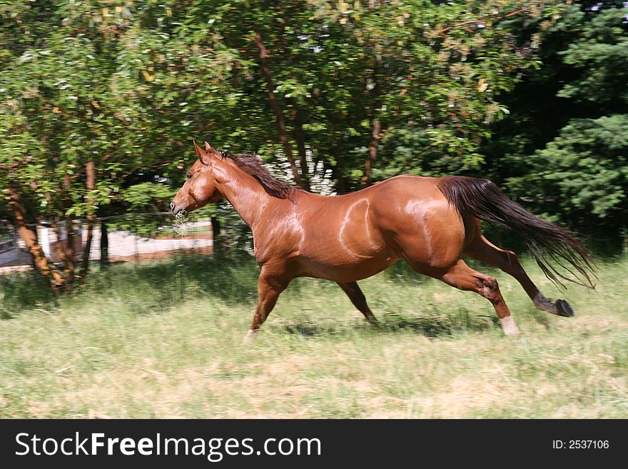 Horse running in a large field. Horse running in a large field