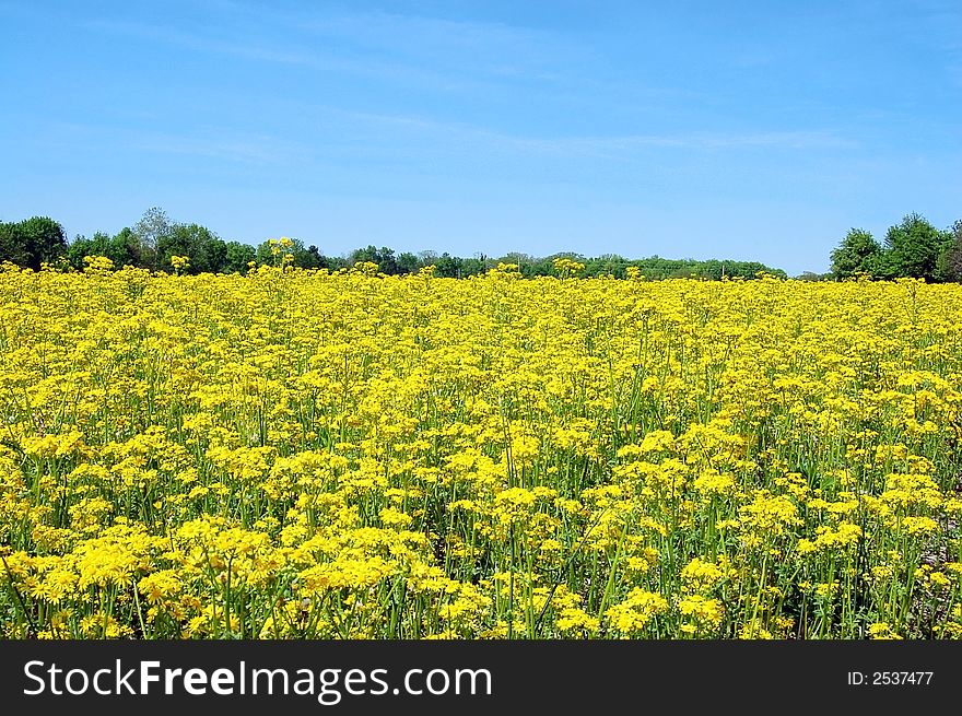 Field of yellow flowers against the blue sky