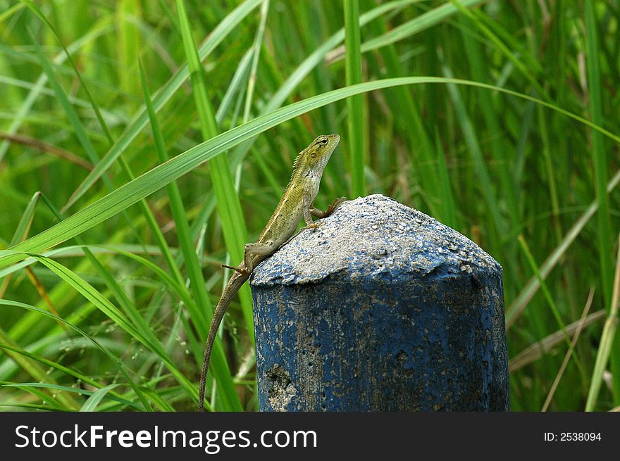 A small brown lizard in the parks