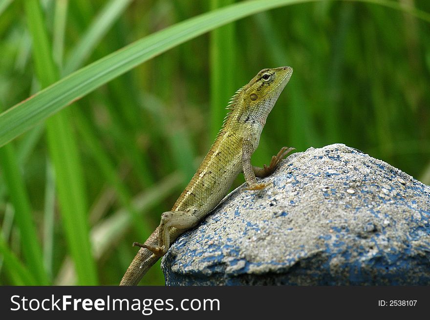 A small brown lizard in the parks