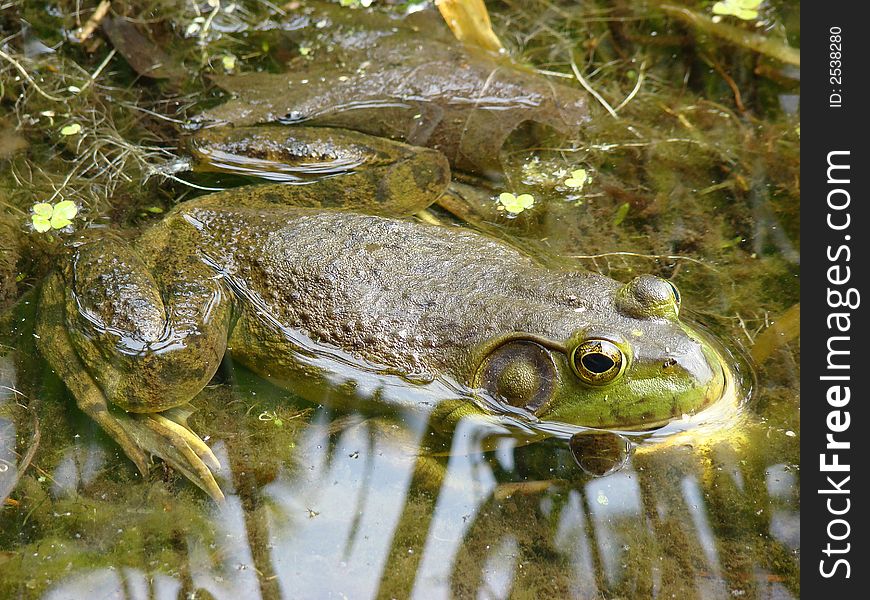 A bull frog sitting on the bank of a lake. A bull frog sitting on the bank of a lake.