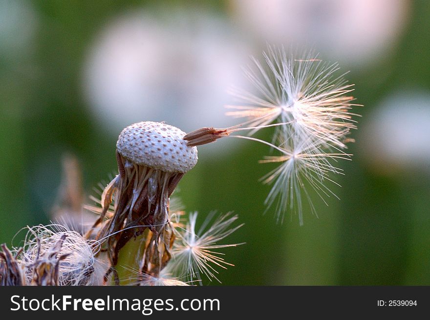 A lot of white dandelions. A lot of white dandelions.